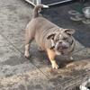 American bully boy pocket.... Pet home only
