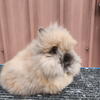 12 WEEK OLD BABY FEMALE LIONHEAD BUNNIES 