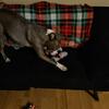 Urgent Rehome needed Blue Nose Pit Diesel