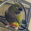 Patagonian & dusky conure Pensacola, FL
