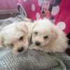 Maltipoo- Ready for loving home. Only Serious Buyers