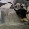 Toy Yorkie