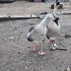 African Geese