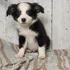 MINI AUSTRALIAN SHEPHERD PUPPIES $500