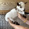 ADGA Registered Nigerian Dwarf Goats