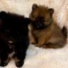 7 week old Pomeranian Puppies