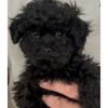 Toy black shih poo shih tzu poodle male puppy 