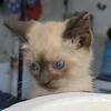 Seal point siamese