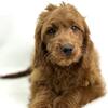 Mini f1 Goldendoodles stud 