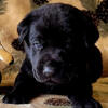 AKC REGISTERED LABRADOR RETRIEVER PUPPIES
