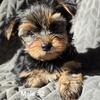 Yorkie Puppy Male #2