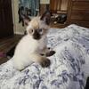Beautiful Siamese kittens ready now