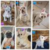 AKC Frenchie Puppies- 11 weeks Old- Fluffy Carriers- for sale