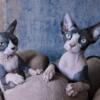 Sphynx Kittens