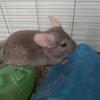 2 Male Chinchillas