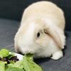 Adorable Blue Eyed Holland Lop for Adoption 