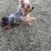 2 male yorkies 