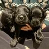 Giant Schnauzer Puppies VA