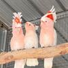 Beautiful Major Mitchell Cockatoos for sale
