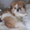 NOV   2025   quiero WANTED ... looking for Pekingese ...  pal for Harry .... Lanham MARYLAND