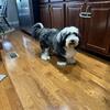 MINI SHEEPADOODLE FOR SALE