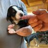 Greater Swiss Mountain Dog puppies 