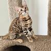 TICA registered male bengal kitten Roby
