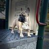 Rehoming French bulldog 