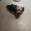 Yorkshire Terrier Female Puppy Ready for loving Home