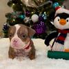American bully puppys