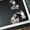 Frenchie Puppies $800 or $500 Bitcoin 