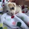Chihuahuas  7 weeks old