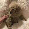 Toy Poodle - (AKC) Bryson