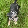Dachshund/mini poodle Kalli 