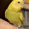 Penny the Pretty English cross Budgie