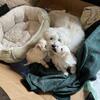 Coton de Tulear puppies