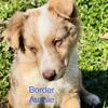 Border Aussie