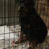 German Rottweiler puppies