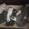 XL American Bully pups 
