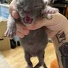 Maine coon smoke female kitten!