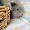 Lionheads Bunnies