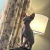 Sphynx kitten  READY NOW Sphinx Pittsburgh Cleveland
