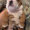 AKC English Bulldog Puppies