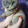 AKC English bulldog puppies