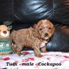 Sweet, friendly mini Cockapoo puppies