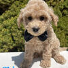 Miniature goldendoodle