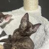 Devon Rex kittens!