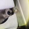 Seal Point Siamese Kittens - going home in April 2025