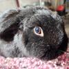 2 year old Holland lop bunny looking for forever loving PET* home