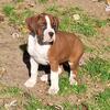 Boxer puppies 